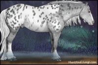 Horse Color:White Spotted Silver Blue Chinchilla Roan Appaloosa Rabicano 