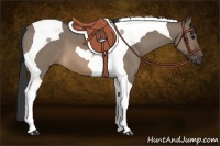 Horse Color:Brown Dun Tobiano 