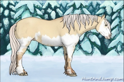 Horse Color:Silver Classic Champagne Dun Splash Frame