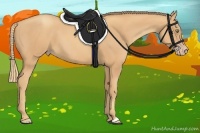 Horse Color:Gold Champagne 