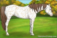 Horse Color:Amber Champagne Appaloosa 