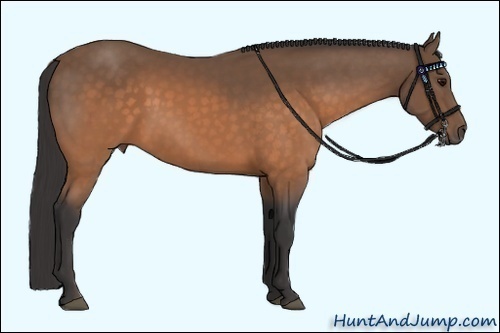 Horse Color:Buckskin 
