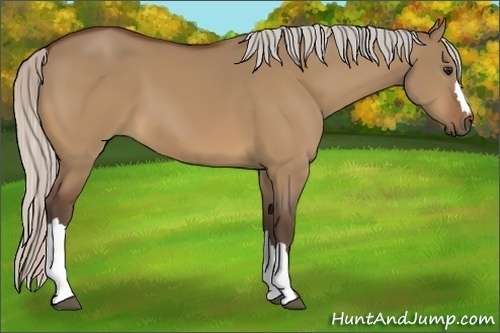 Horse Color:Silver Bay Dun