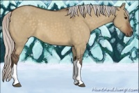 Horse Color:Silver Bay Dun 