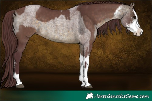 Horse Color:Chocolate Brown Dun Sabino Tobiano and Chocolate Buckskin Roan Sabino Splash