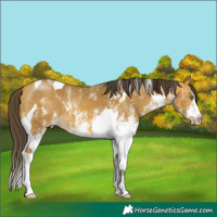 Horse Color:White Spotted Sable Cream Champagne Tobiano 