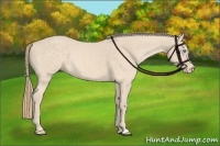 Horse Color:Perlino 