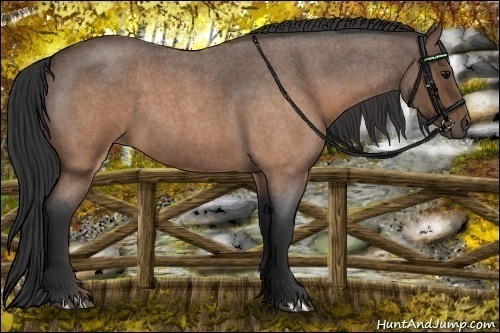 Horse Color:Buckskin Roan 