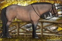 Horse Color:Buckskin Roan 
