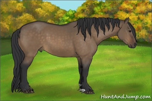 Horse Color:Bay Dun
