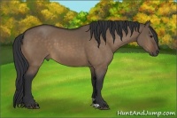 Horse Color:Bay Dun