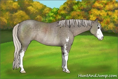 Horse Color:Silver Smoky Black Sabino Rabicano 