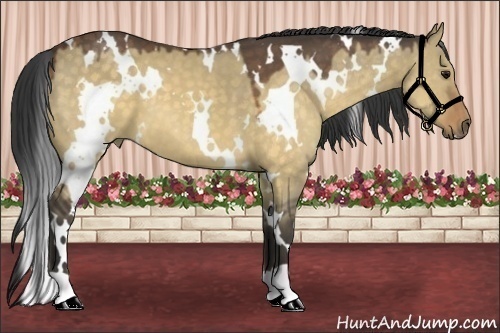 Horse Color:White Spotted Buckskin Dun 