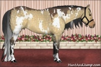 Horse Color:White Spotted Buckskin Dun 