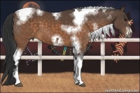 Horse Color:White Spotted Buckskin Splash Tobiano Frame