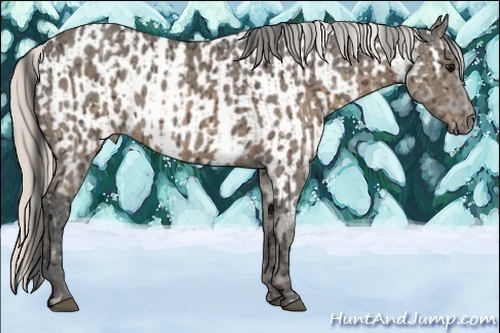 Horse Color:Buckskin Ice  and Silver Grullo Ice Appaloosa 