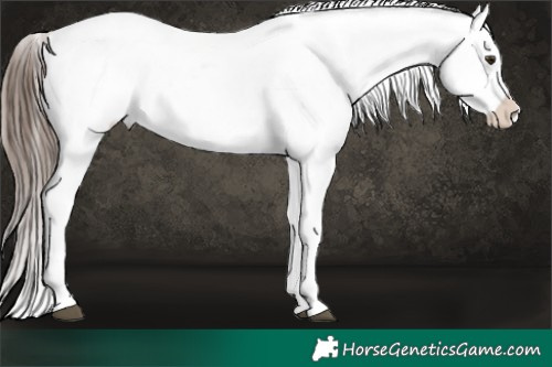 Horse Color:White Spotted Liver Red Dun Ice Pearl Onyx Appaloosa Brindle 