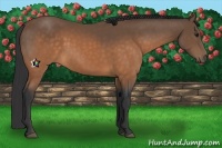 Horse Color:Buckskin 