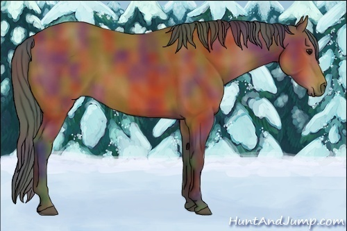 Horse Color:Nacre Bay 