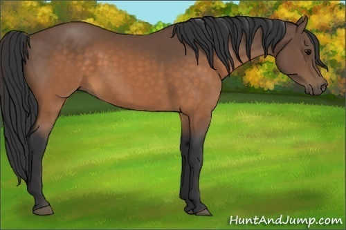 Horse Color:Buckskin 