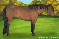 Horse Color:Buckskin 