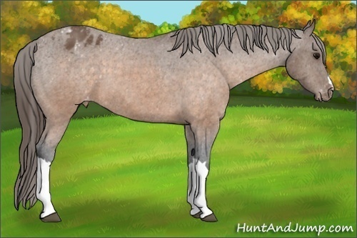 Horse Color:Buckskin Appaloosa 