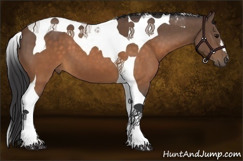 Horse Color:Buckskin Tobiano 