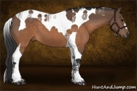 Horse Color:Buckskin Tobiano