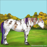 Horse Color:Painted White Spotted Buckskin