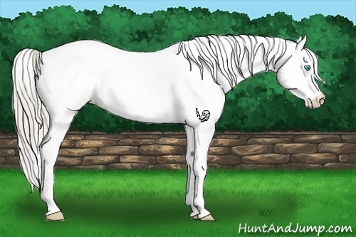 Horse Color:White Spotted Chocolate Palomino Pearl Appaloosa