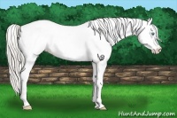 Horse Color:White Spotted Chocolate Palomino Pearl Appaloosa 