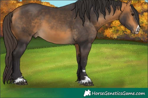 Horse Color:Buckskin 