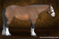 Horse Color:Buckskin Sabino Splash