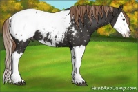 Horse Color:Liver Chestnut Splash Snowcap 
