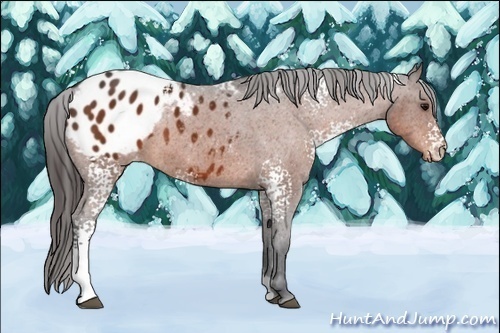 Horse Color:White Spotted Bay Appaloosa 