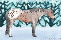 Horse Color:White Spotted Bay Appaloosa