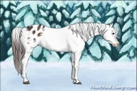 Horse Color:Brown Splash Appaloosa 