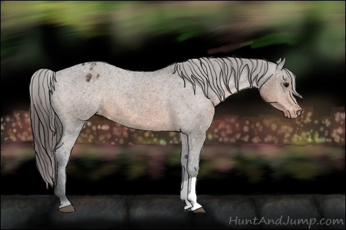 Horse Color:Brown Appaloosa
