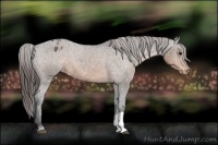Horse Color:Brown Appaloosa 