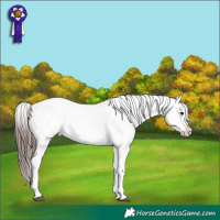 Horse Color:White Spotted Brown Appaloosa 