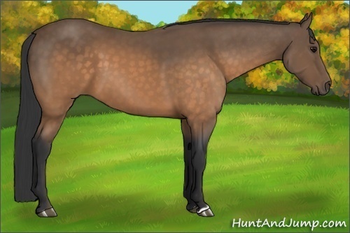 Horse Color:Buckskin