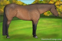 Horse Color:Buckskin 