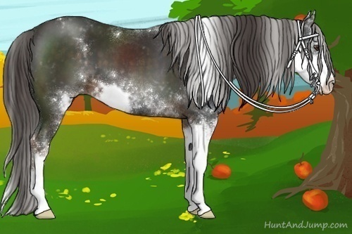 Horse Color:Liver Chestnut Sabino 