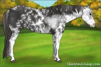 Horse Color:Liver Chestnut Sabino