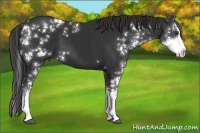 Horse Color:Liver Chestnut Sabino 