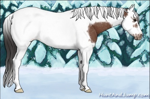 Horse Color:Bay Splash Tobiano Frame Blanket