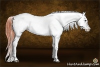 Horse Color:White Spotted Bay Dun Appaloosa 