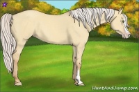Horse Color:Silver Classic Champagne Dun Splash Frame 