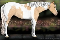 Horse Color:Silver Amber Champagne Tobiano