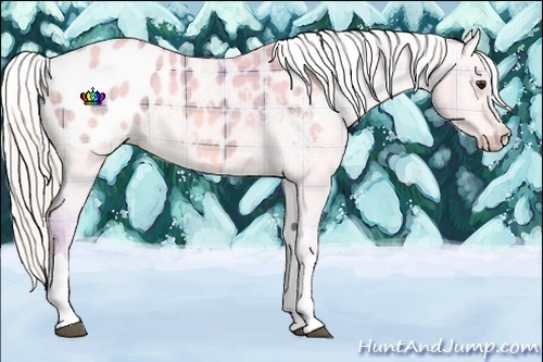 Horse Color:Watercolor Plaid  Silver Bay Dun Appaloosa 